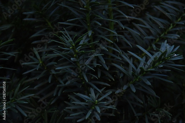 Obraz green background