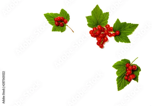 Fototapeta Red currant with green leaves on a white background.