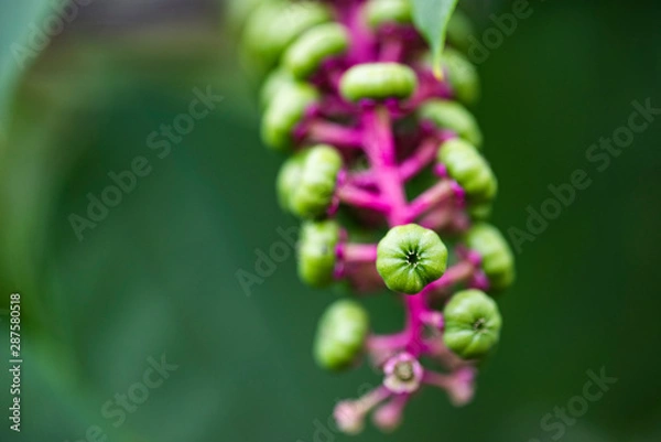 Fototapeta 花と自然