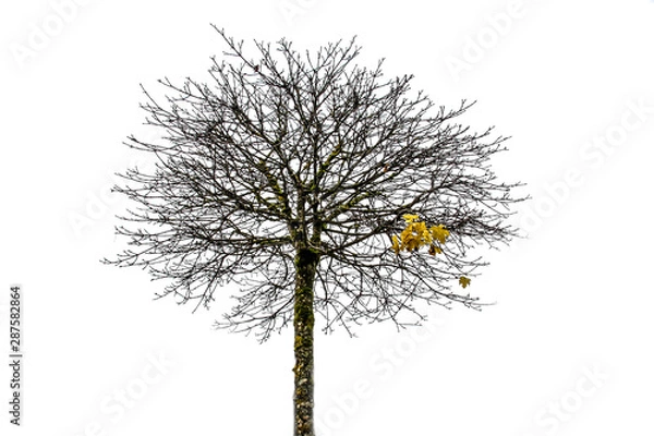 Fototapeta Herbstbaum