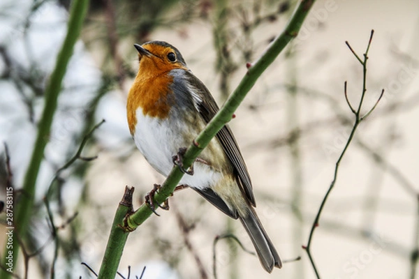Fototapeta Rotkelchen