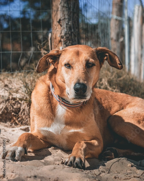 Obraz Mutt Caramel dog relaxing on sand at the beach in Brazil with an incredible charm - Kind and nice popular type of pet in Brazil