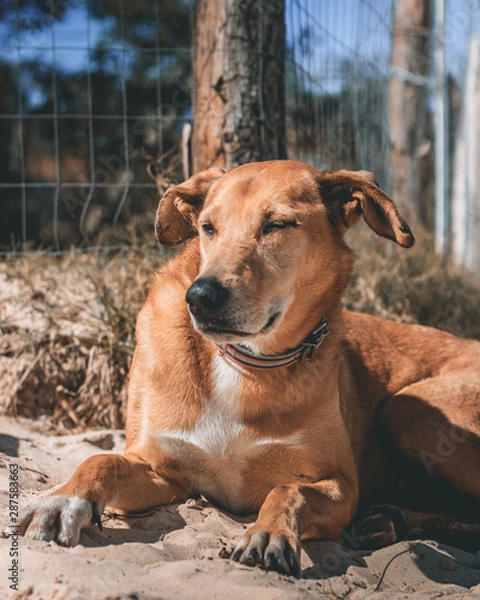 Fototapeta Mutt Caramel dog relaxing on sand at the beach in Brazil with an incredible charm - Kind and nice popular type of pet in Brazil