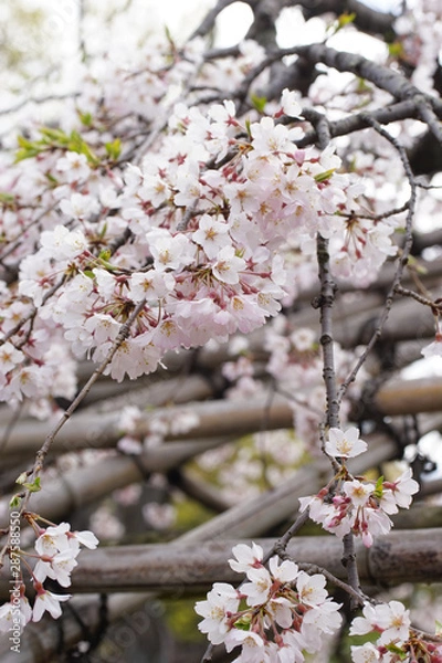 Fototapeta 枝垂れ桜の花