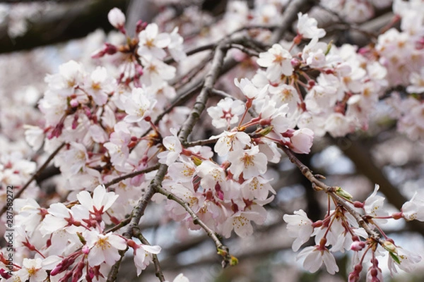 Fototapeta 枝垂れ桜の花