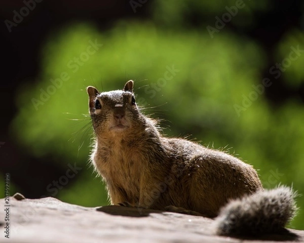 Obraz squirrel