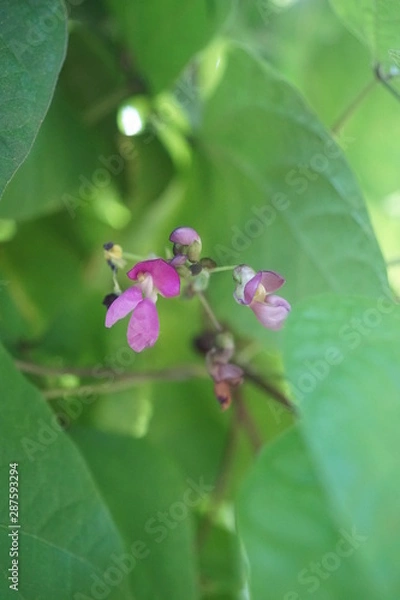Fototapeta beans flower