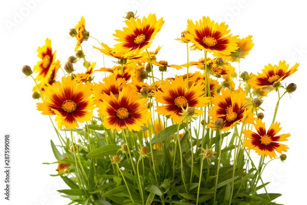 Obraz Mädchenauge (Coreopsis grandiflora)