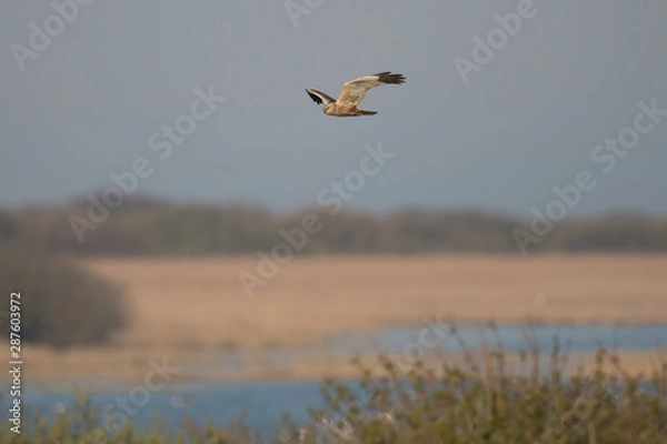 Obraz Rohrweihe (Circus aeruginosus)