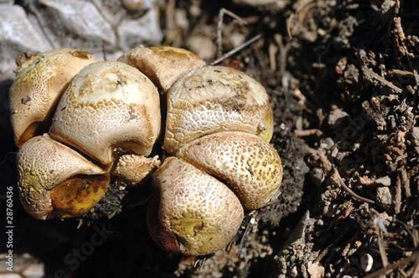 Obraz Naturaleza 363