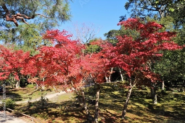 Fototapeta 奈良公園の紅葉