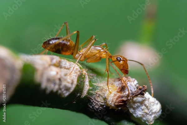 Obraz Anoplolepis gracilipes or  yellow crazy ant on branch with green background, Thailand.