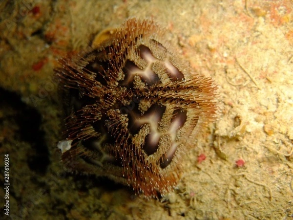 Obraz Bald Patch Urchin