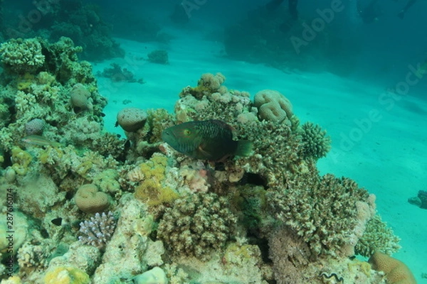 Obraz Bandcheek Wrasse