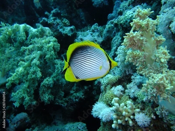Obraz Blackbacked Butterflyfish