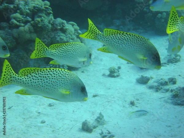Obraz Blackspotted Sweetlips
