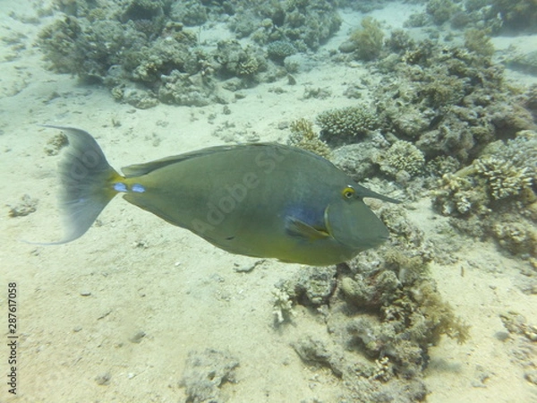 Obraz Bluespine Unicornfish