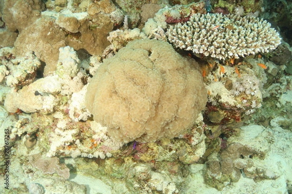 Obraz Bubble Coral