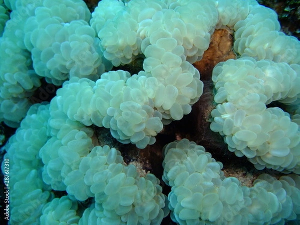 Obraz Bubble Coral
