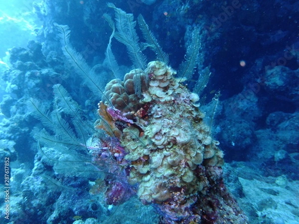 Obraz Coral