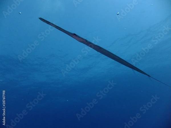 Obraz Smooth Cornet Fish