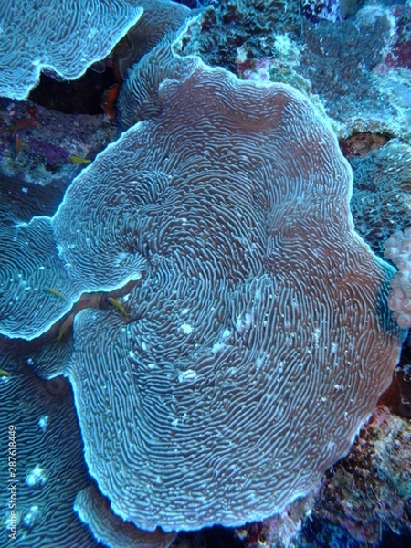 Obraz Elephant Ear Coral