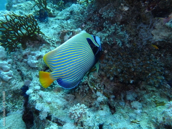 Obraz Emperor Angelfish
