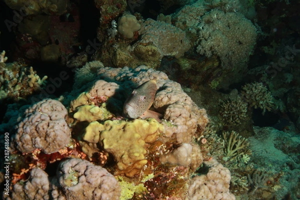 Obraz Freckled Hawkfish