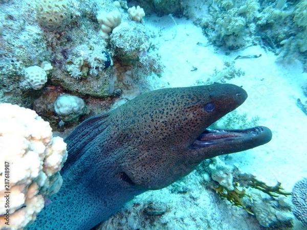 Obraz Giant Moray Eel