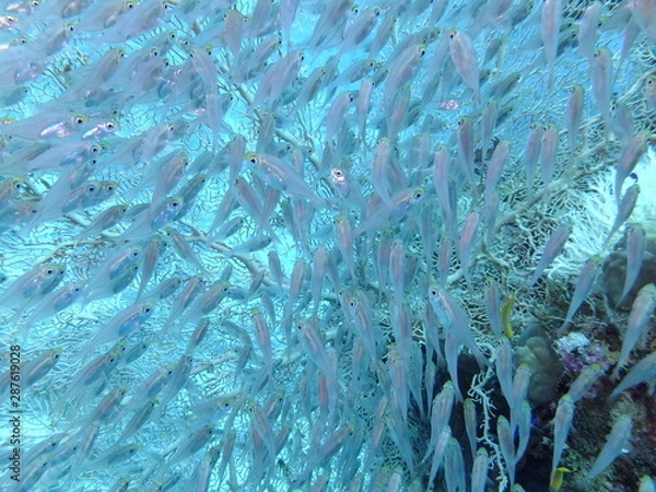 Obraz Golden Sweepers