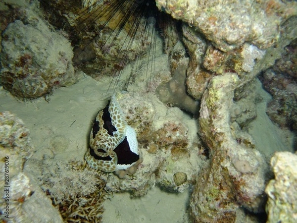 Obraz Grand Pleurobranch