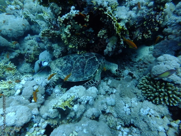 Fototapeta Hawksbill Turtle