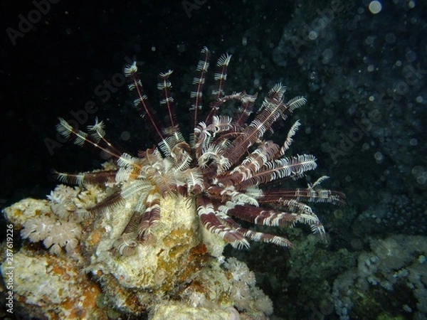 Obraz Klunzinger's Feather Star