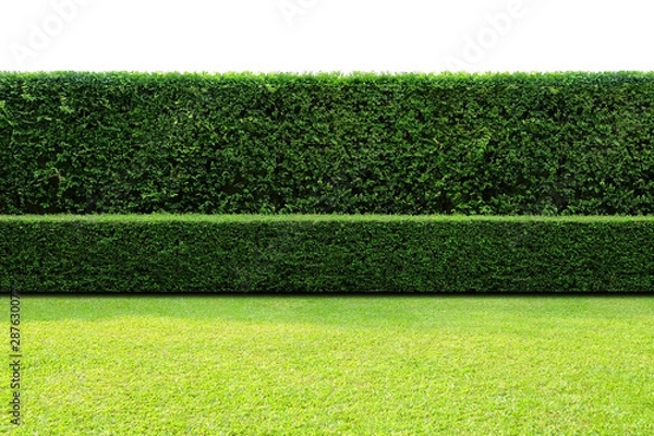 Fototapeta Long tree hedges, double layers  (two steps);  small and tall hedges. 