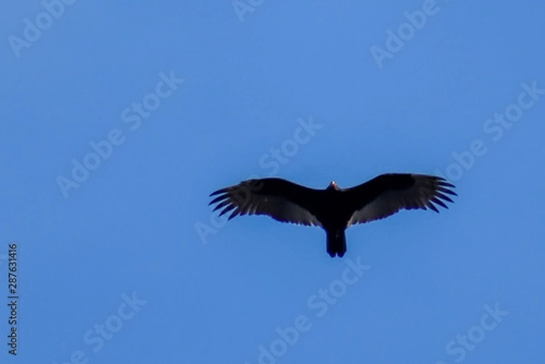 Fototapeta soaring bird of prey