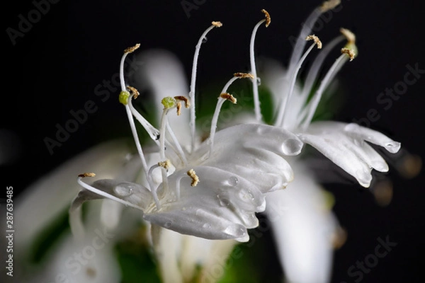 Obraz Honeysuckle flower closeup