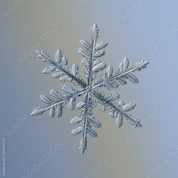 Fototapeta Snowflake on smooth gradient background. Macro photo of real snow crystal: complex stellar dendrite with elegant structure, glossy relief surface, ornate shape and intricate inner details.