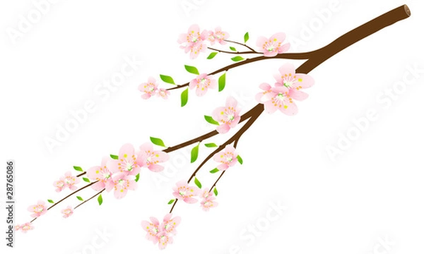 Fototapeta Цветущяя ветка яблони