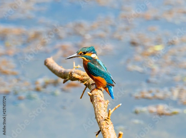 Obraz Kingfisher