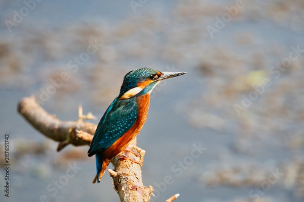 Obraz Kingfisher 