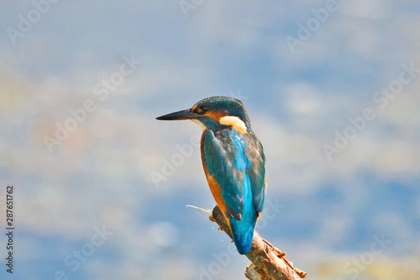 Obraz Kingfisher 