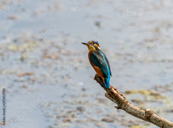 Obraz Kingfisher