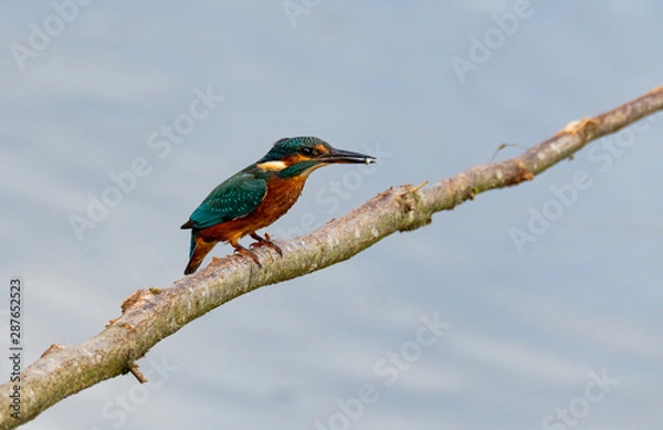 Obraz Kingfisher