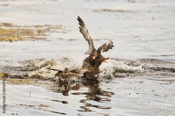 Obraz Fighting Ducks