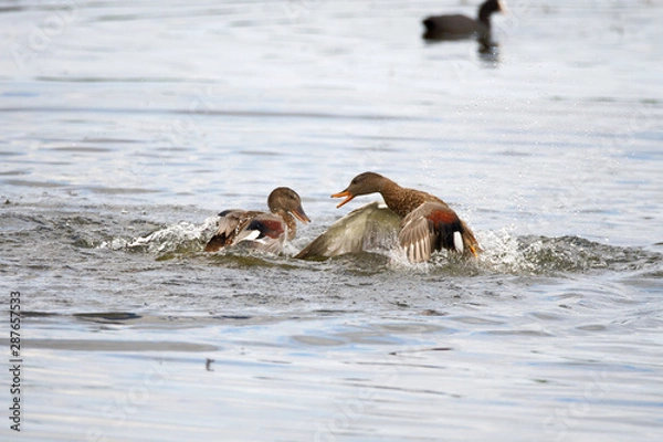 Obraz Fighting Ducks