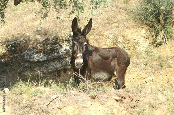 Obraz KONICA MINOLTA DIGITAL CAMERA