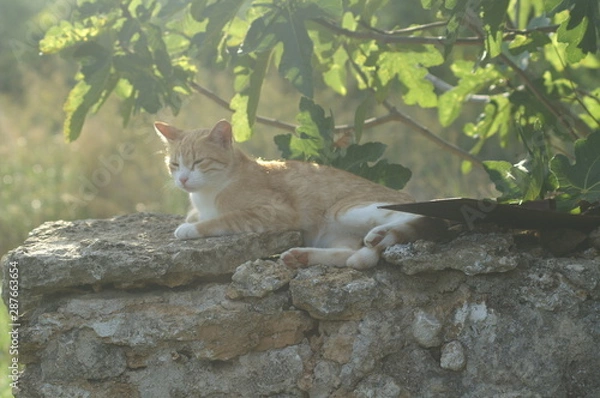 Obraz KONICA MINOLTA DIGITAL CAMERA