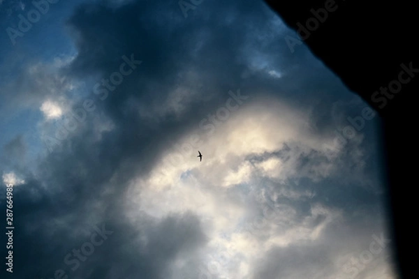 Fototapeta Lonely swallow flies high in the sky