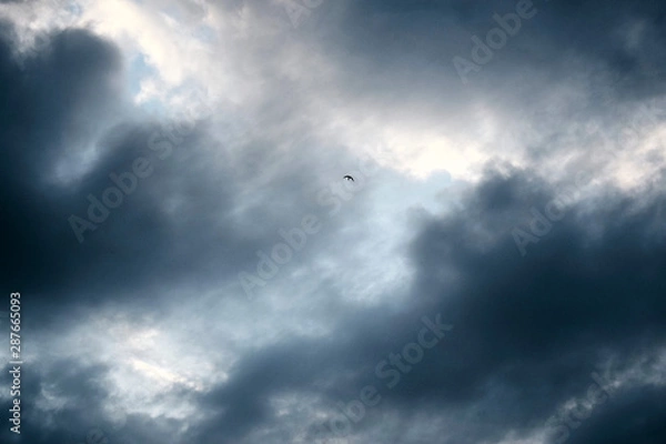Obraz Lonely swallow flies high in the sky
