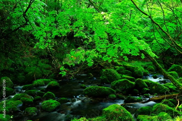Fototapeta 夏の元滝伏流水